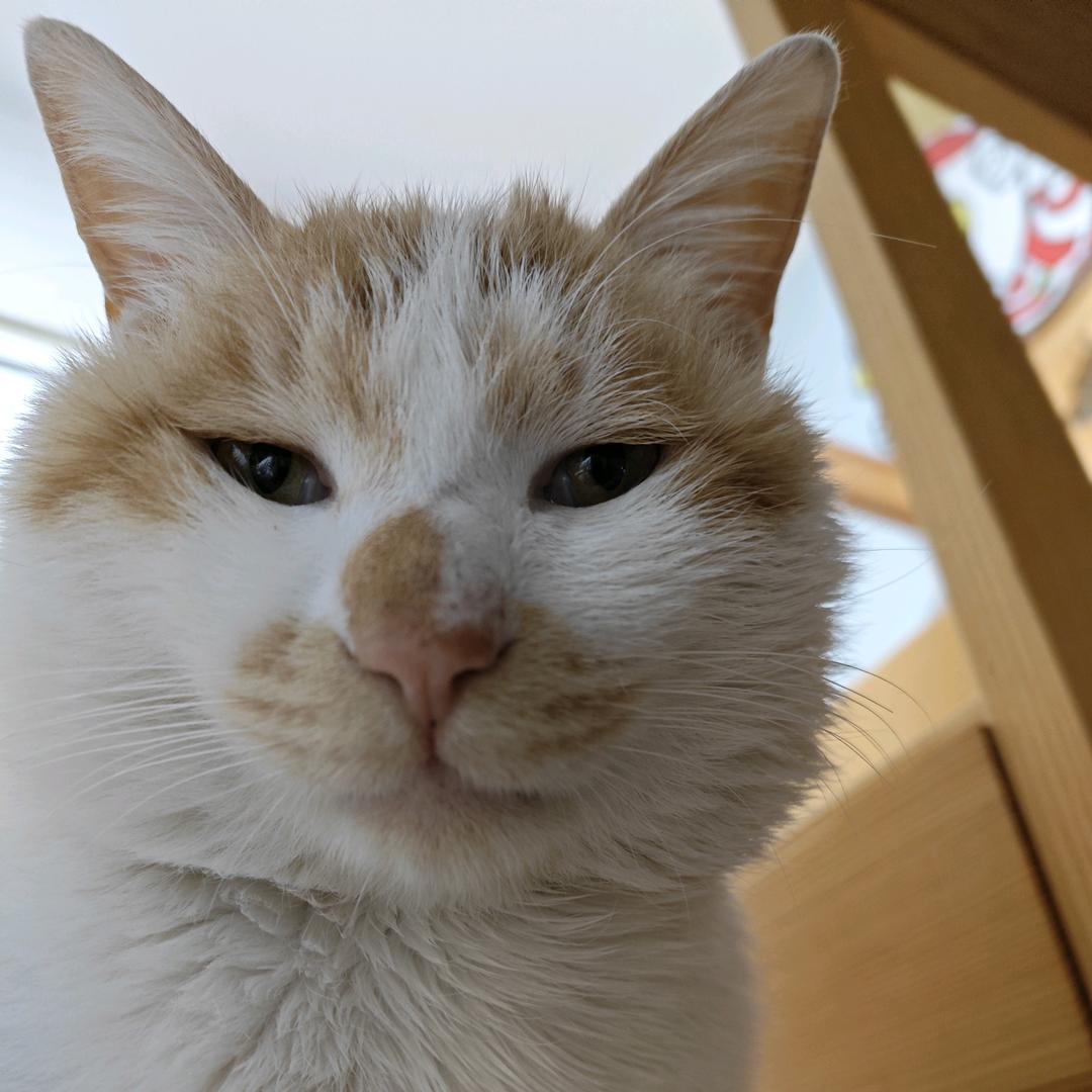 打个喷嚏都有旋律~