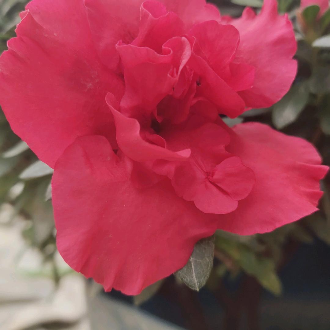 春暖花开…