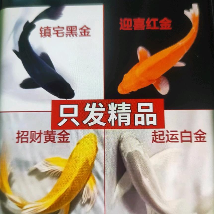 不二锦鲤观赏鱼
