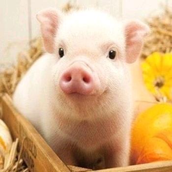 🐷呆孑
