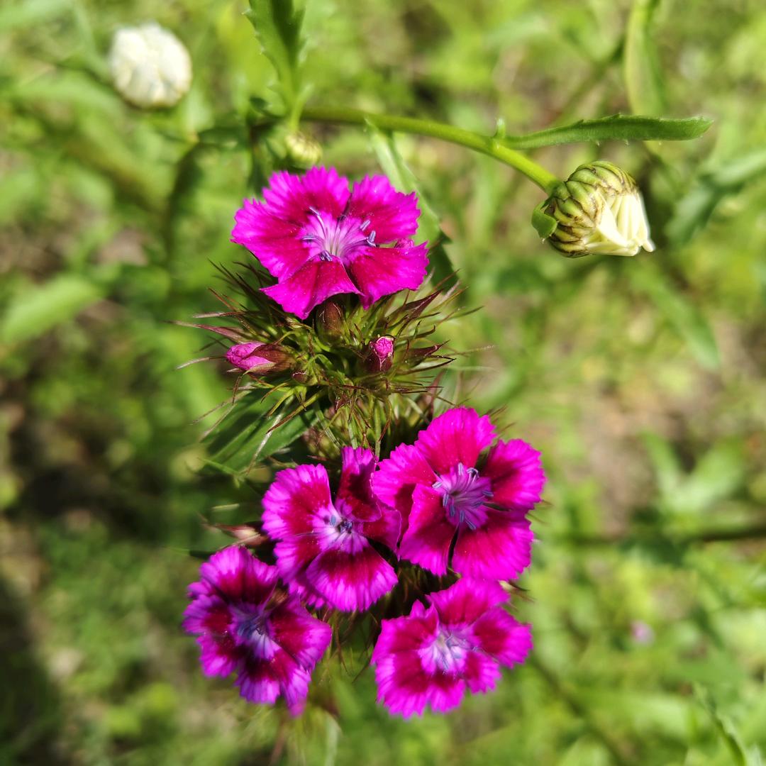 (ꐦÒ‸Ó)你个老六