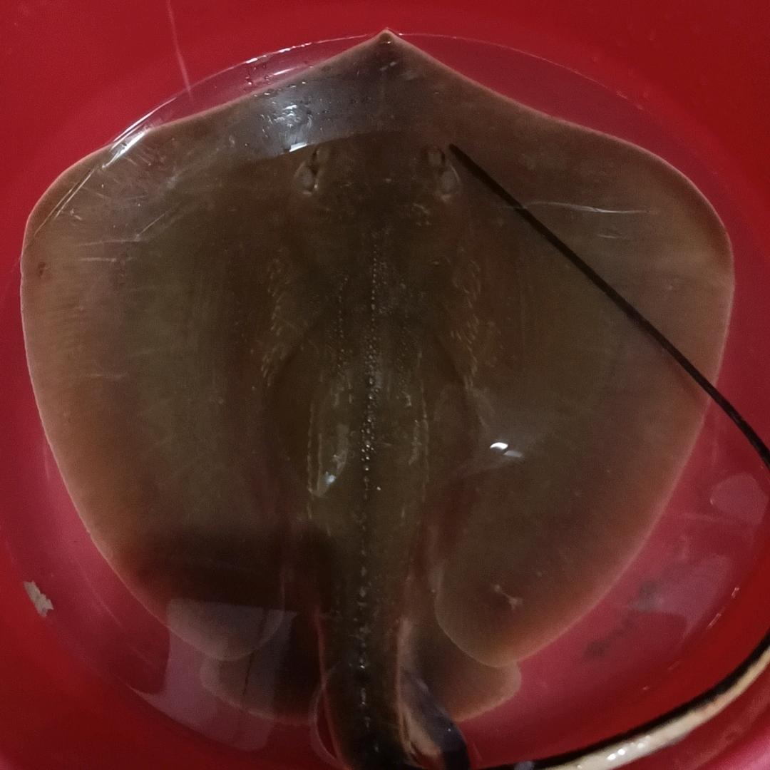 🎣腊鱼猎手✨沈🎣