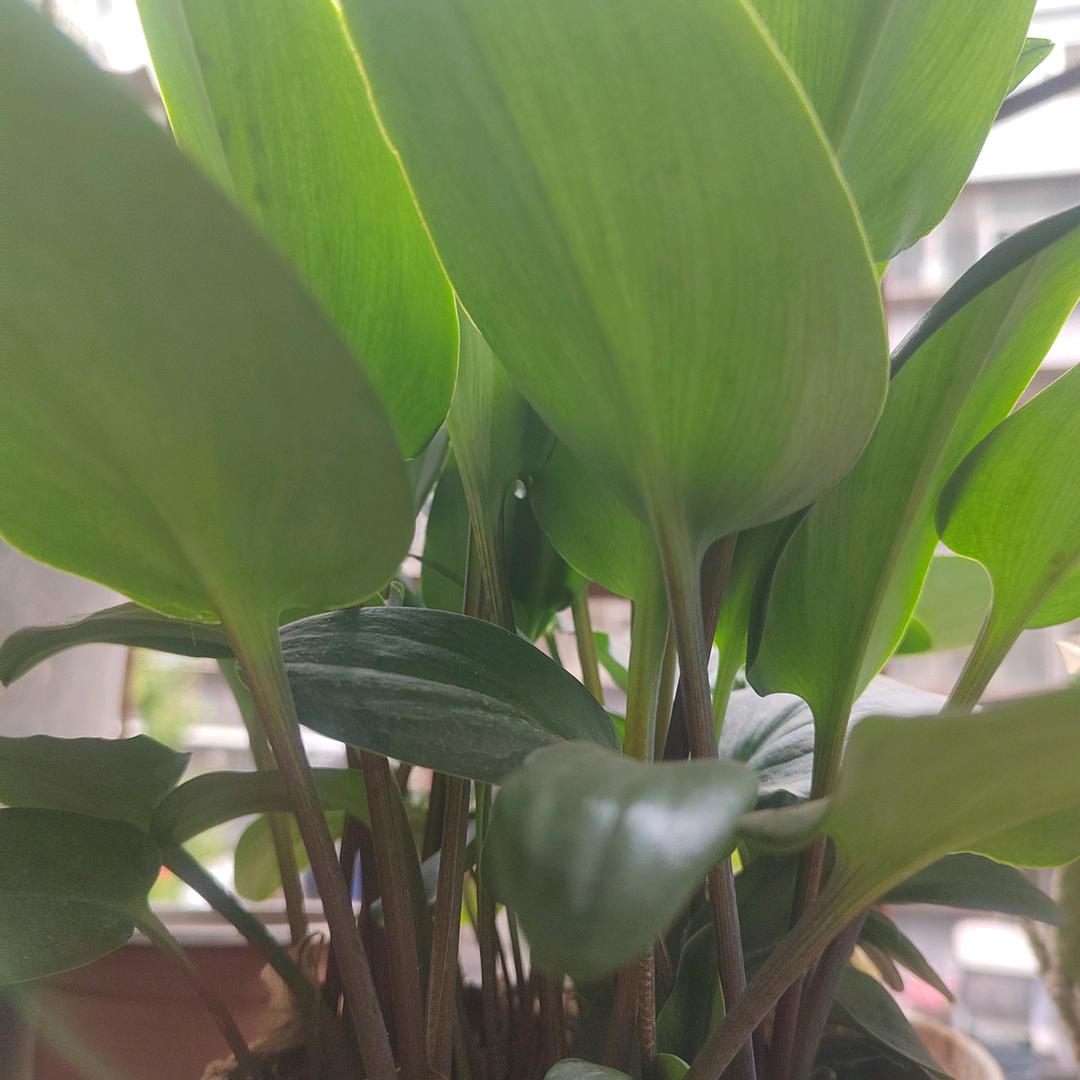 老老常