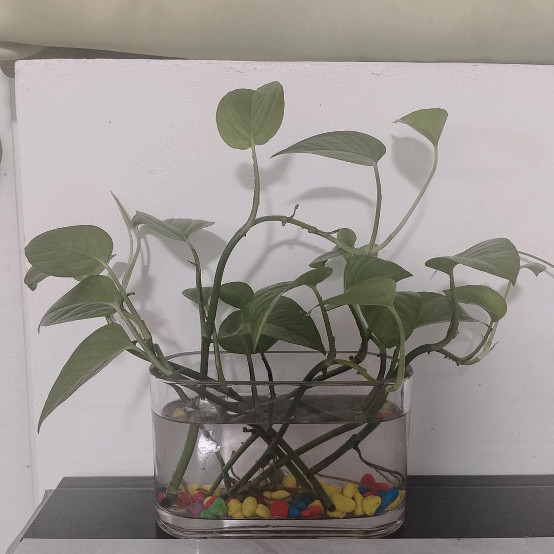 玉