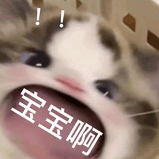 猫鱼鱼呀