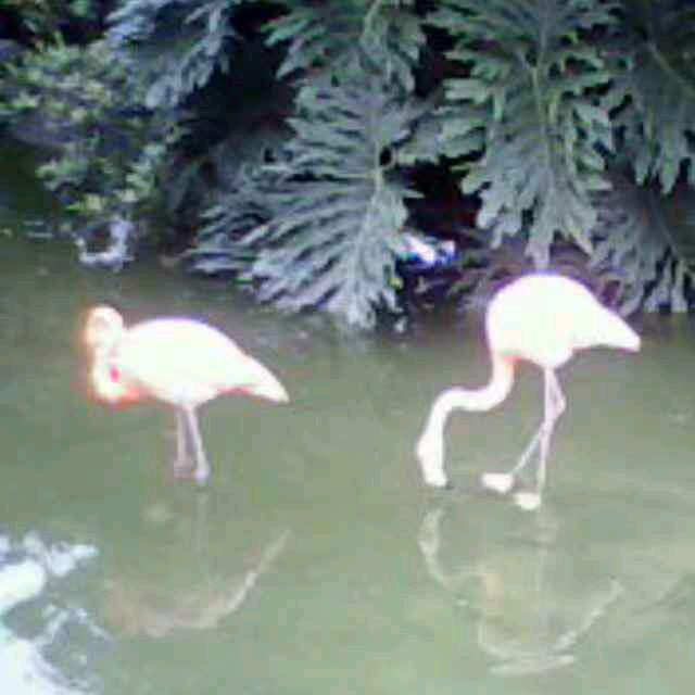 松树长青（小号）