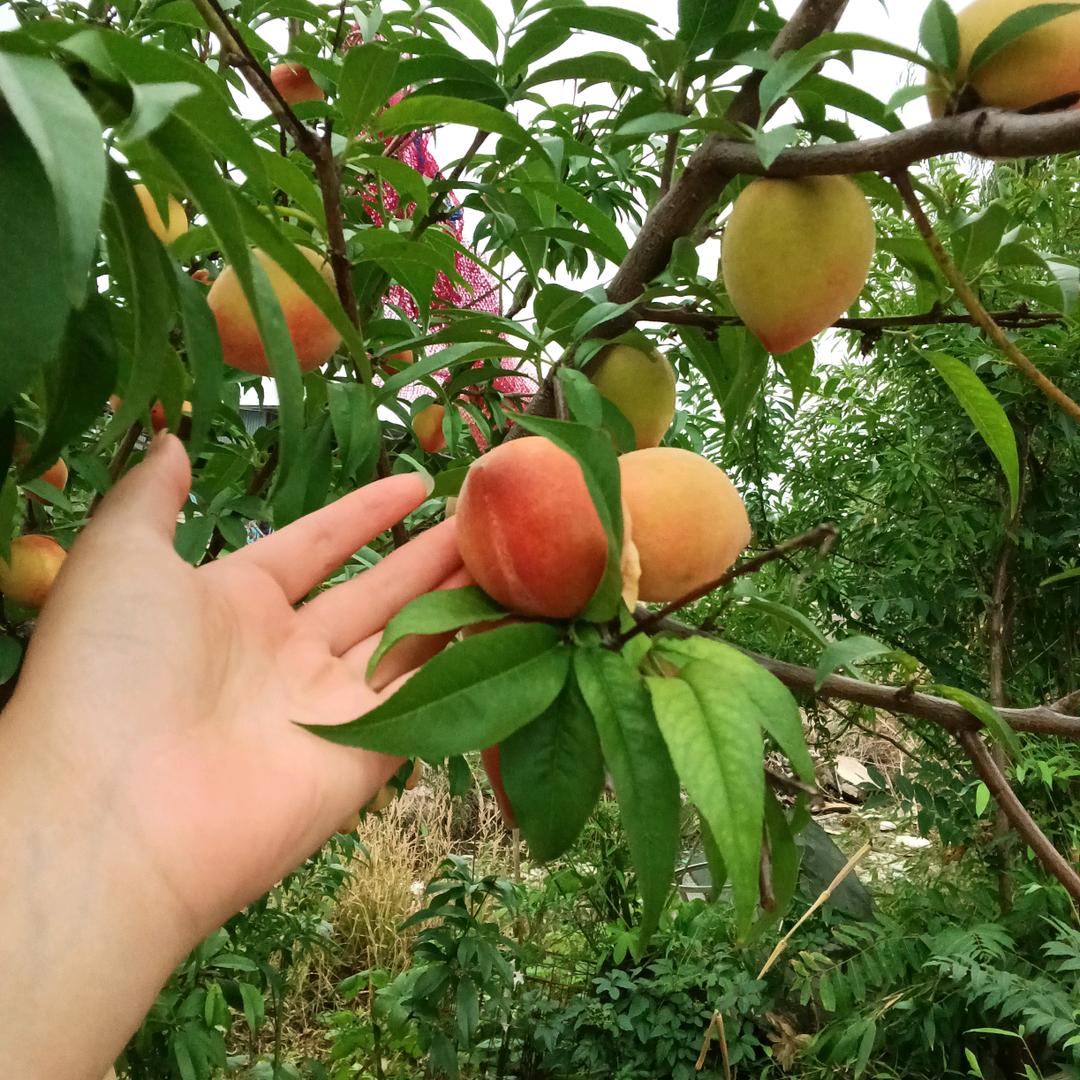 随心所欲