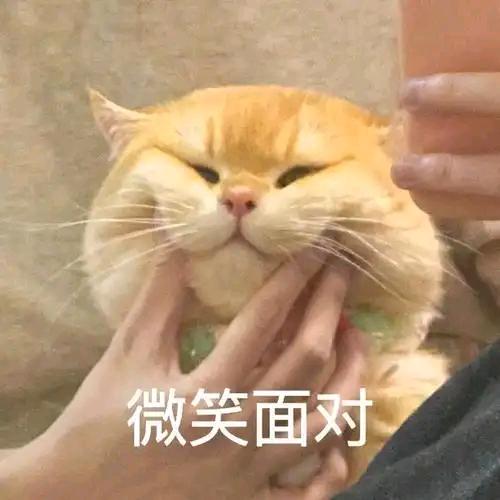 小猪