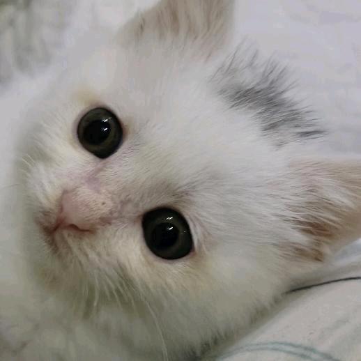 猫咪滚滚🐱🐱🐱