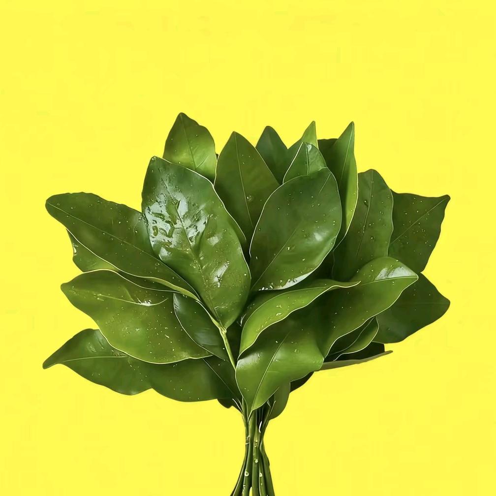 小鹿撞到白梦妍