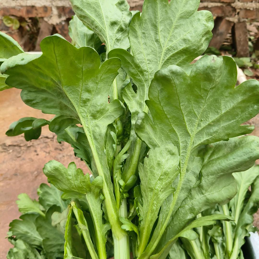 青春的爱情❤️