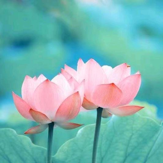 清 子