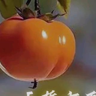 琉璃浅笑