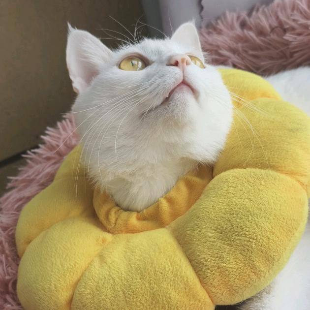 宁波毛孩子王🐱🐶（接南部商务区姜山）