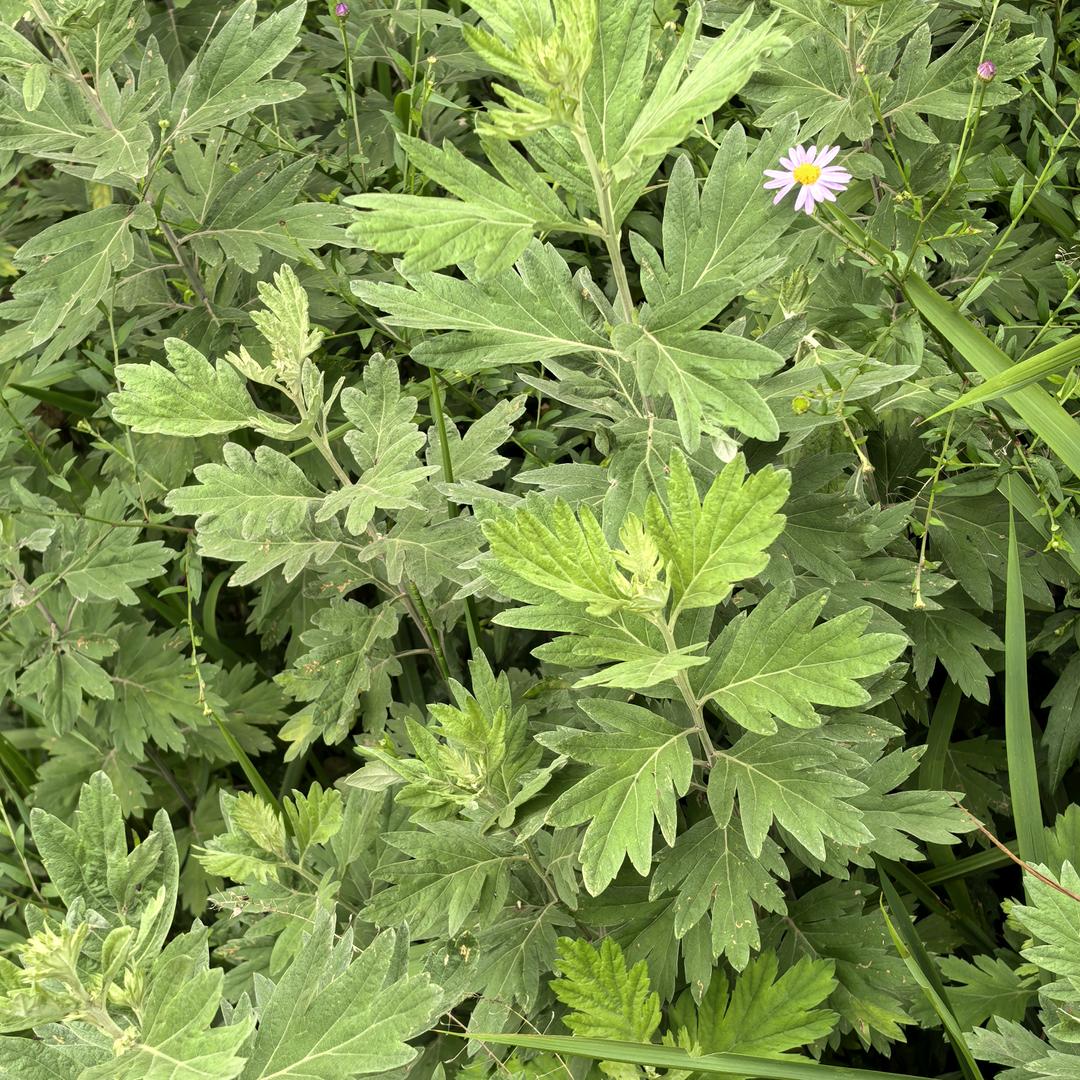 巴山山货小杨哥