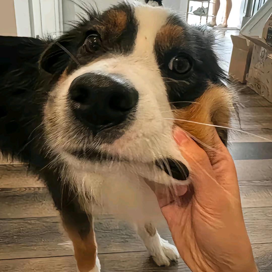 派派