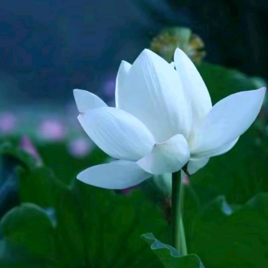 A一帆风顺