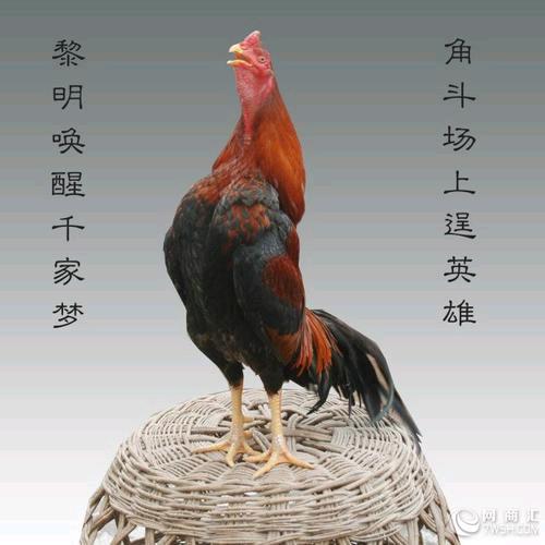 豫东阿帅斗鸡