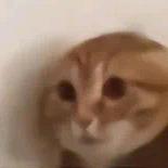 是我