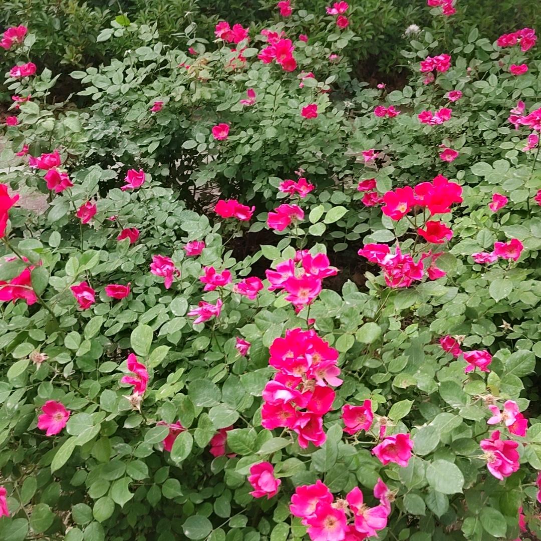 花好月圆夜