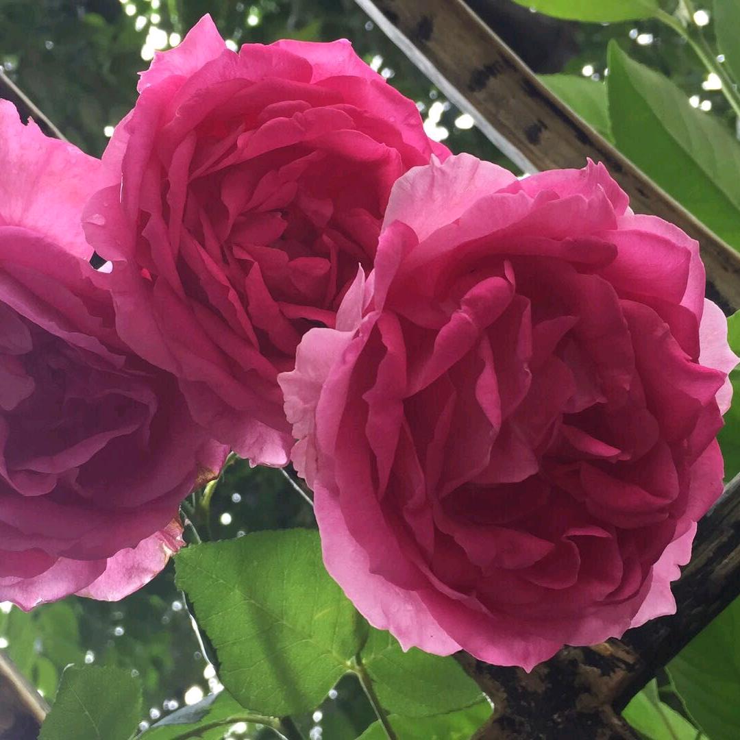 孙婉芳
