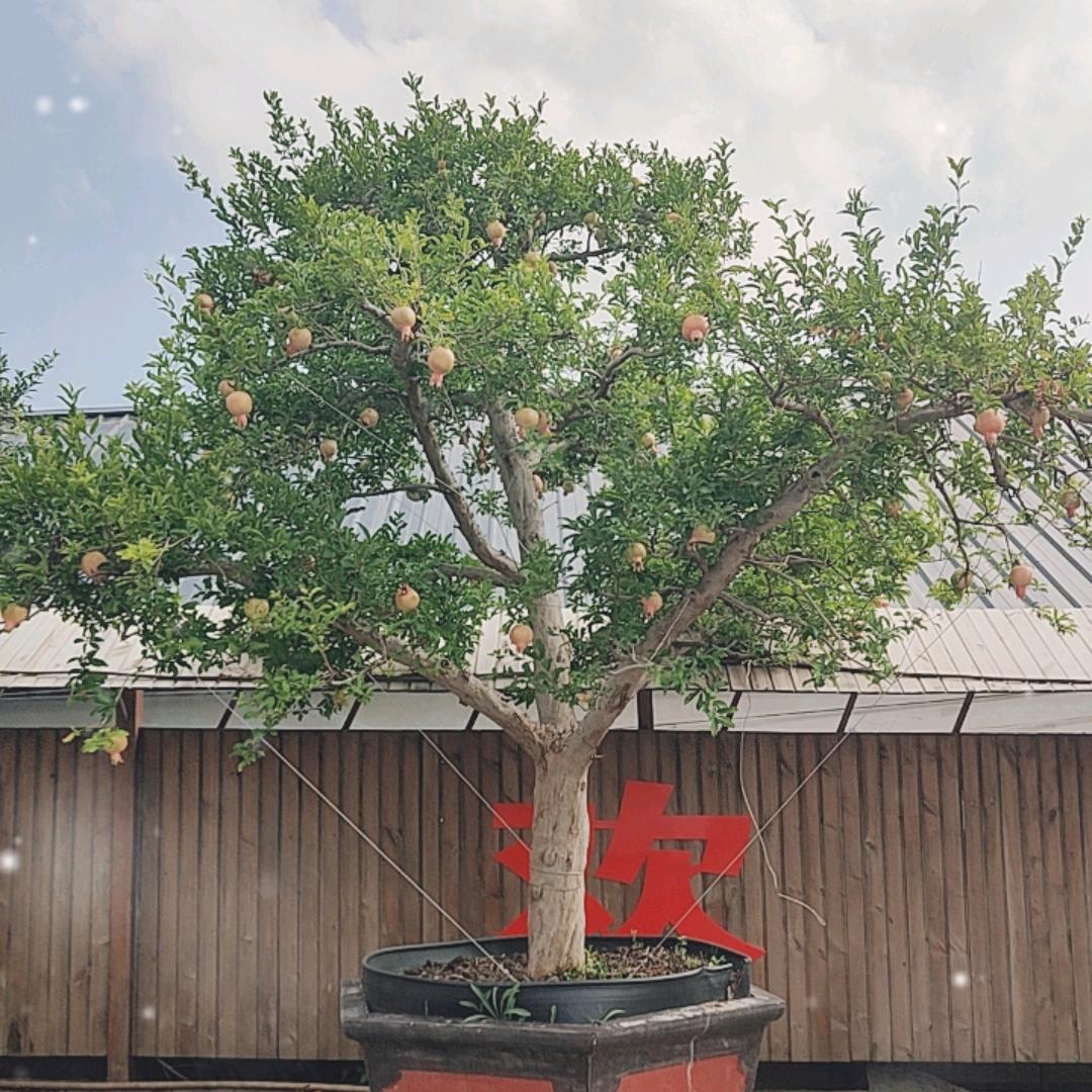 瑞榴园林绿化树