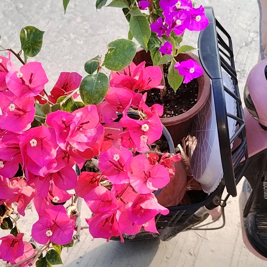 大名东之卉花卉批发