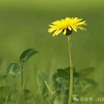 努力前进的哈蜜瓜