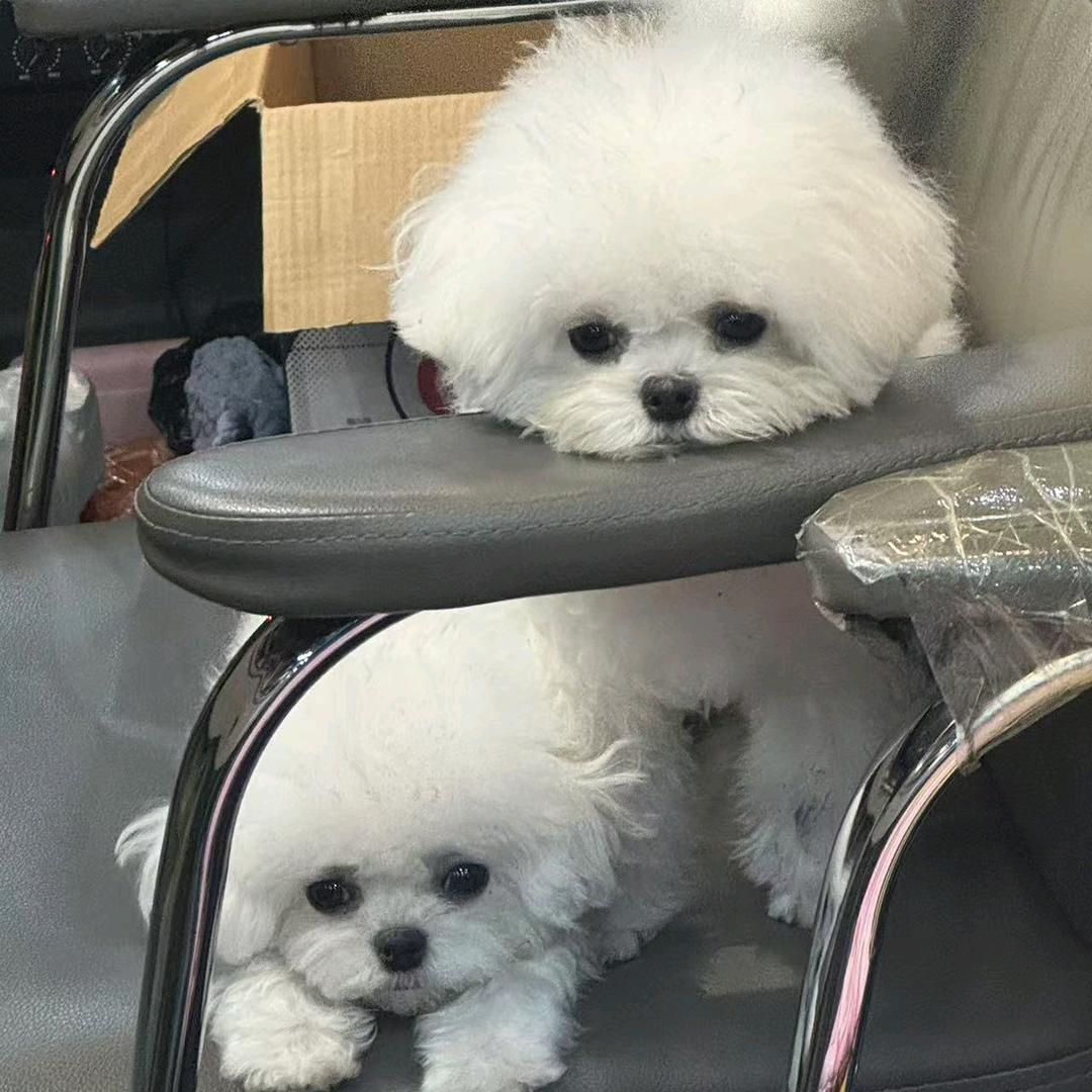 小娇约克夏家庭繁育