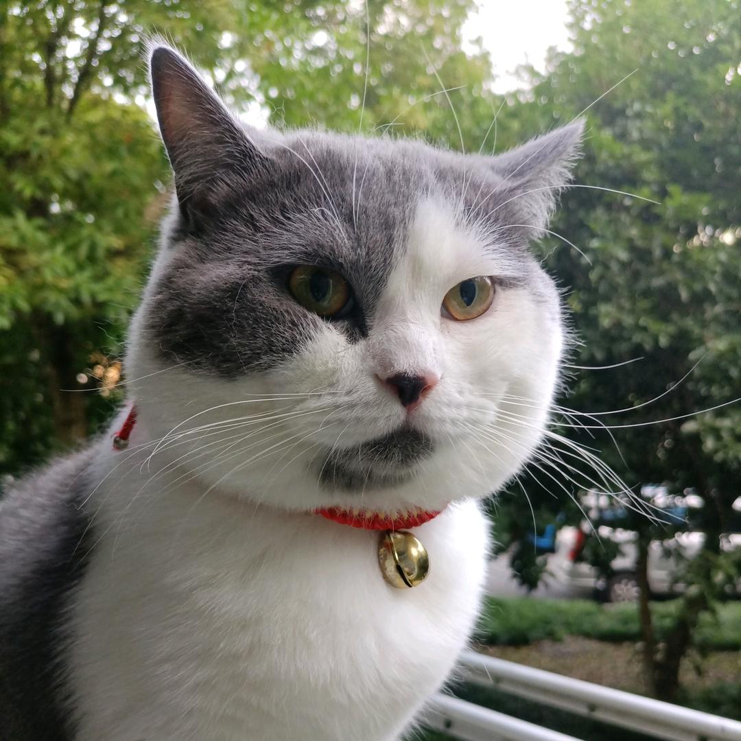 沈果子
