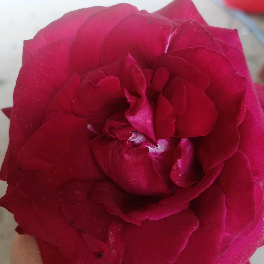 寒英花