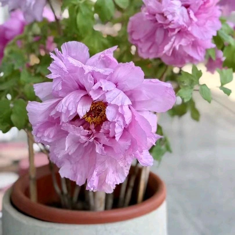 如心🌸