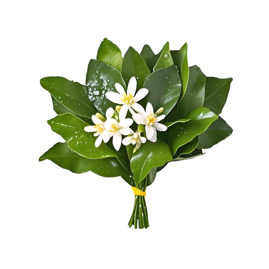 木槿花