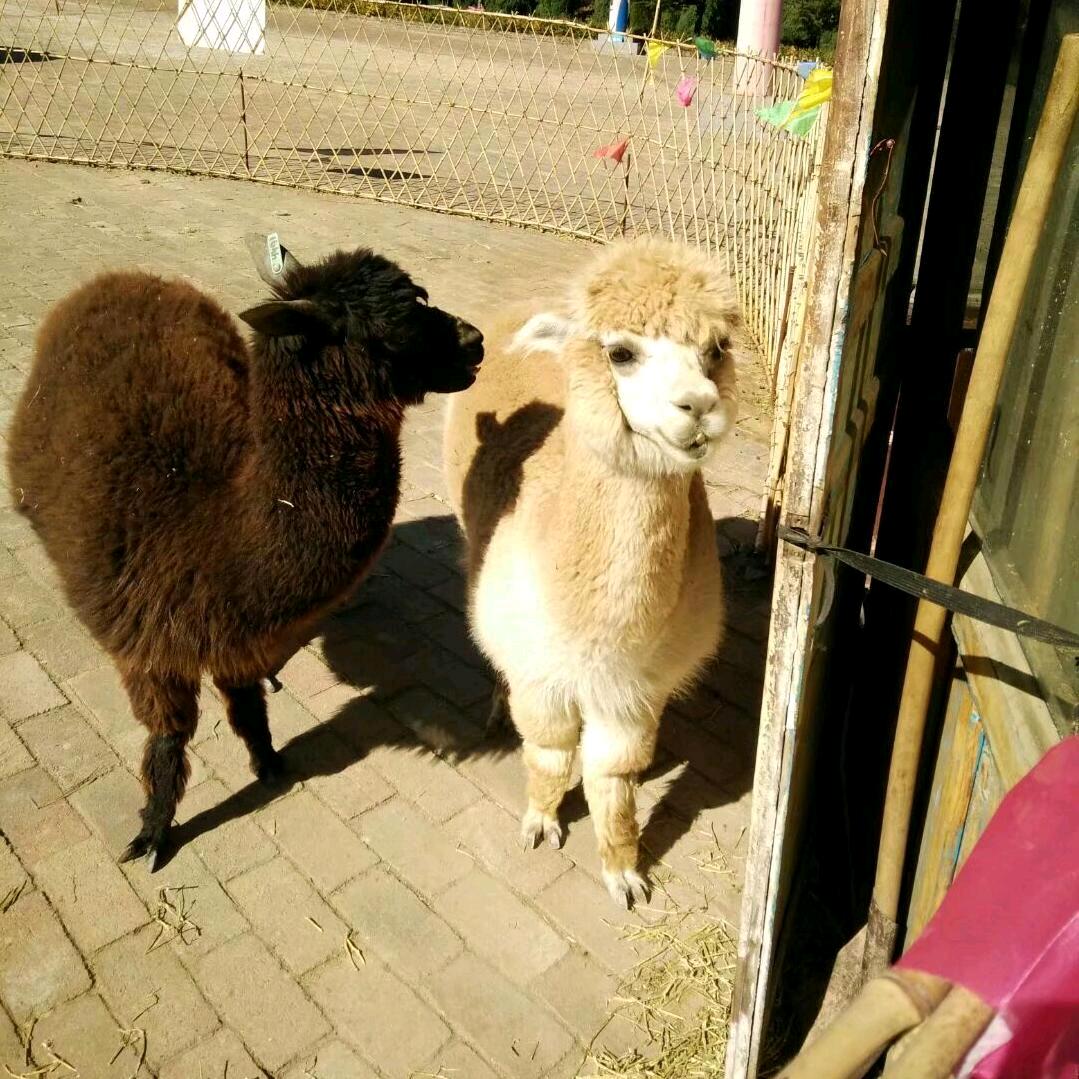 珍珠（小楼昨夜又东风）