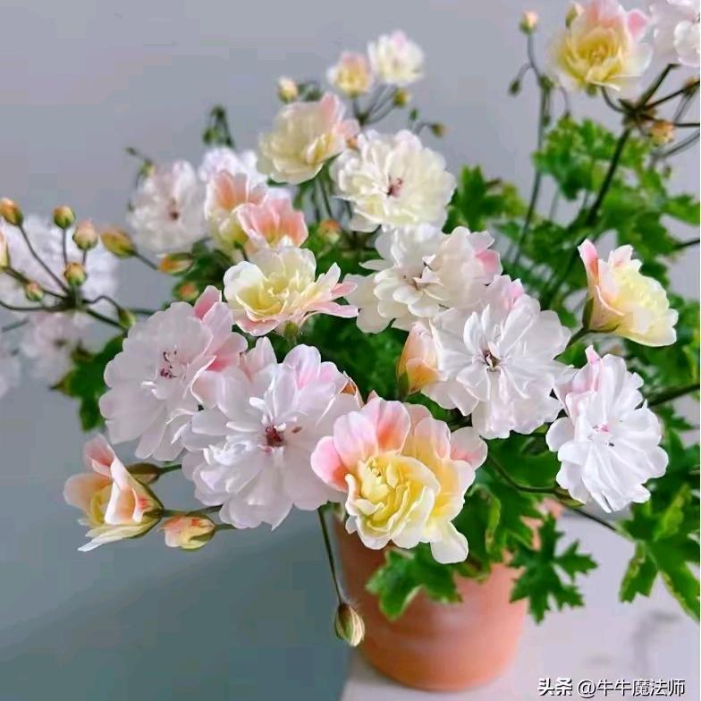 小乔花语屋