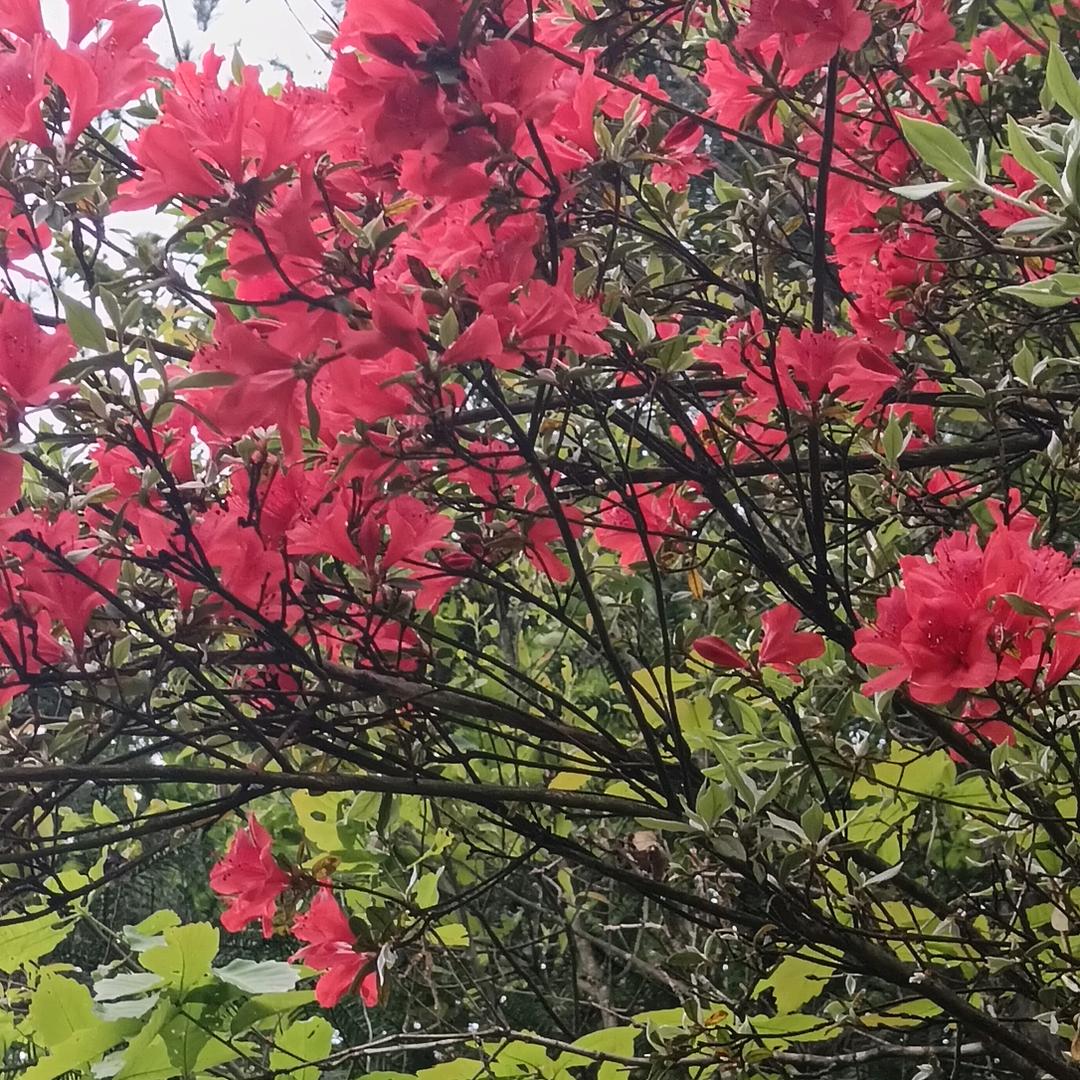 张幺姐，穷开心