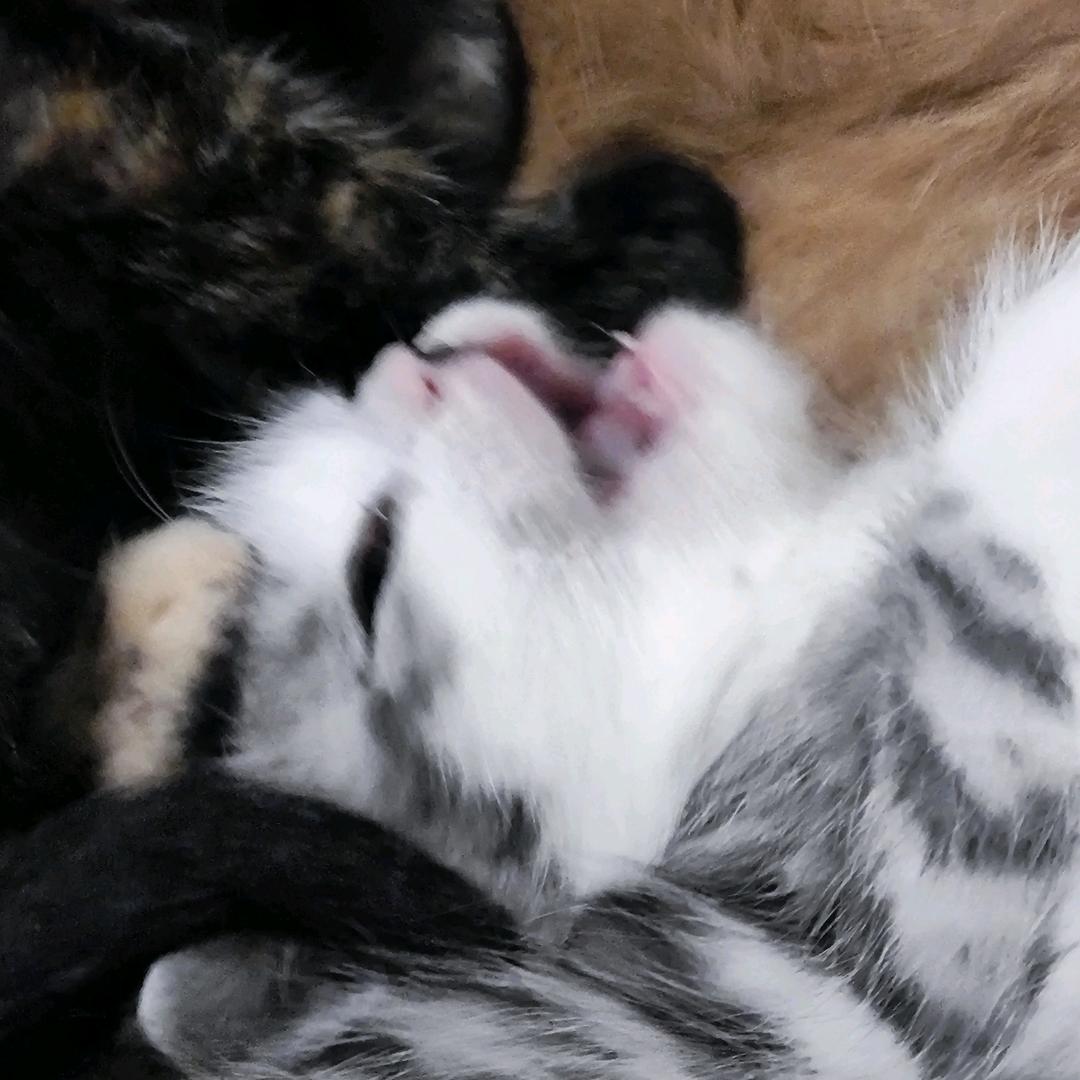 弥生（猫奴版）