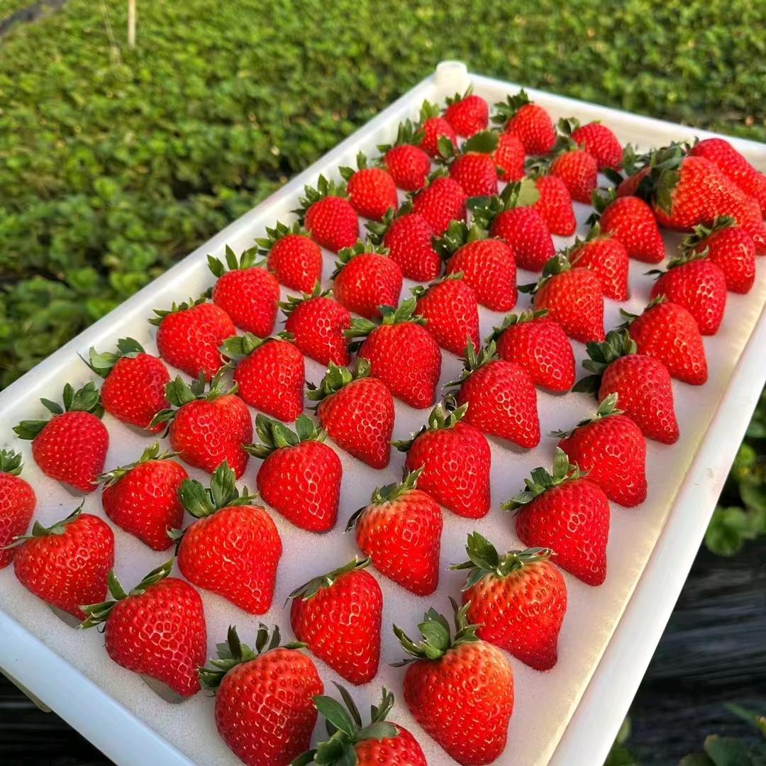 卖草莓的龙哥哥