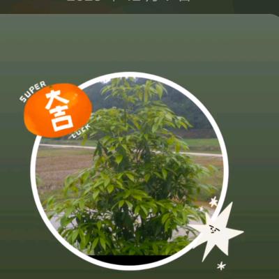 心愿哥