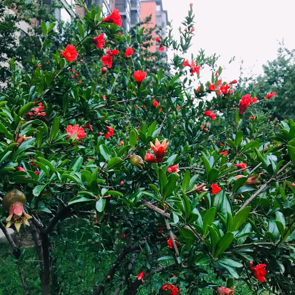 春暖花开🌲