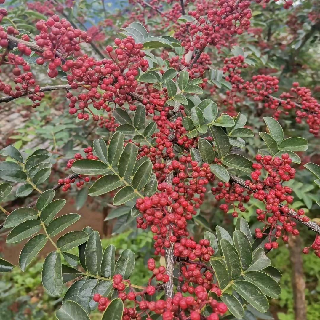 🈚️🈚️🈚️