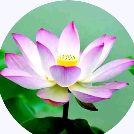 周泽菊，（一生平安）