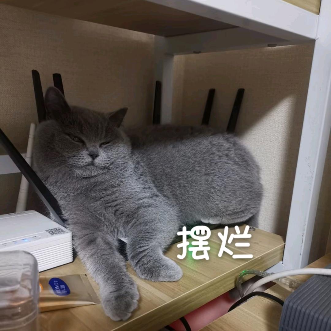桃桃可莓莓