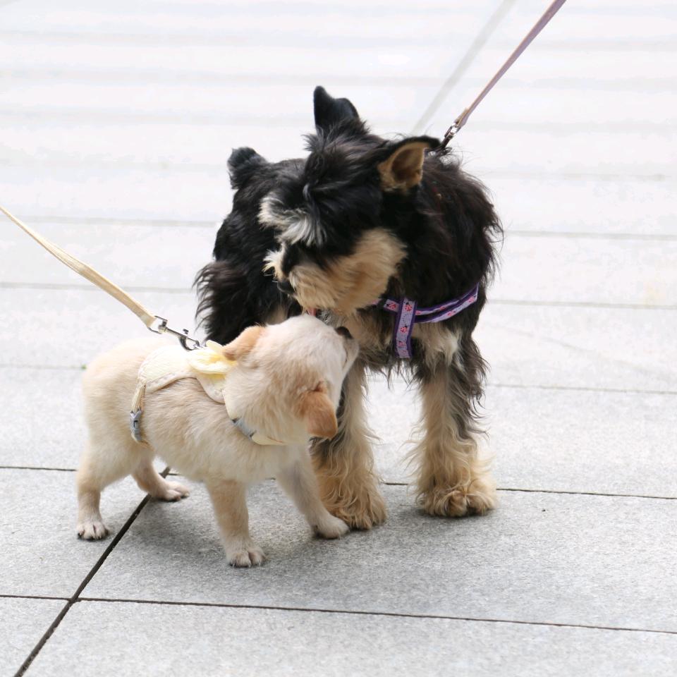 亿佳玖缘宠物犬舍