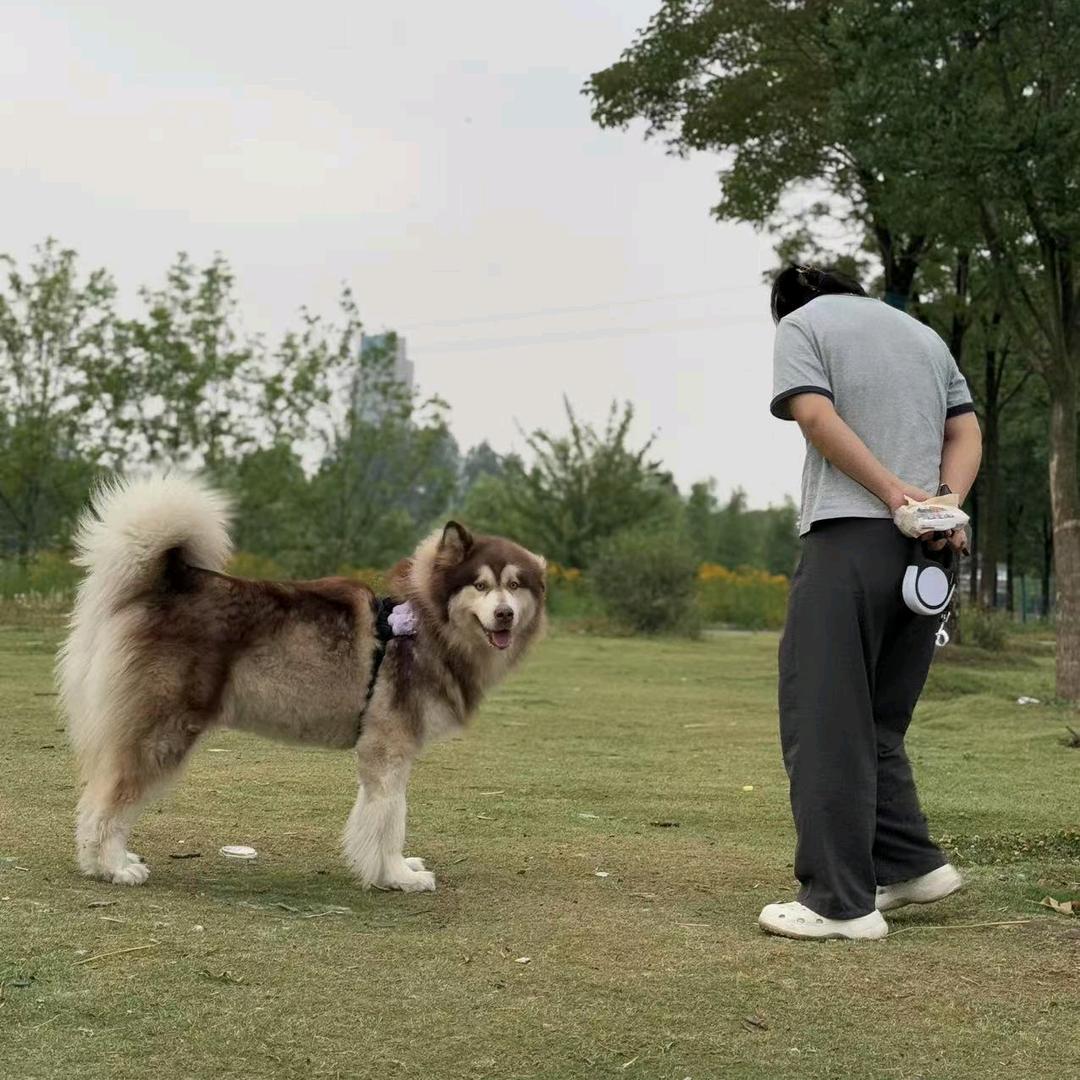 香菜.