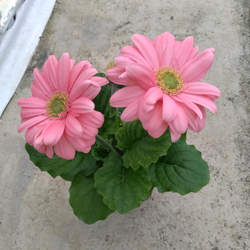 非洲菊（扶郎花）