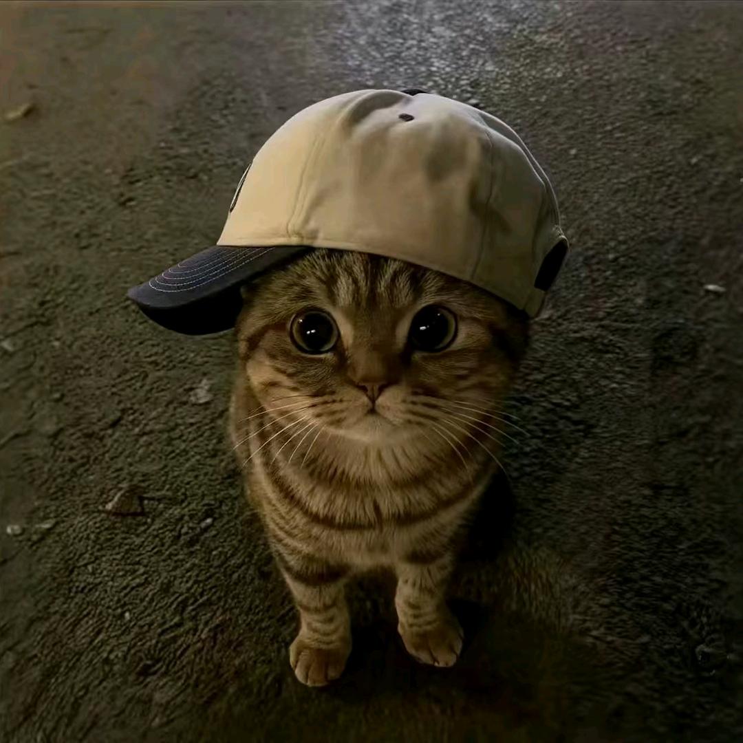 ꉂ • • ྀི ฅ