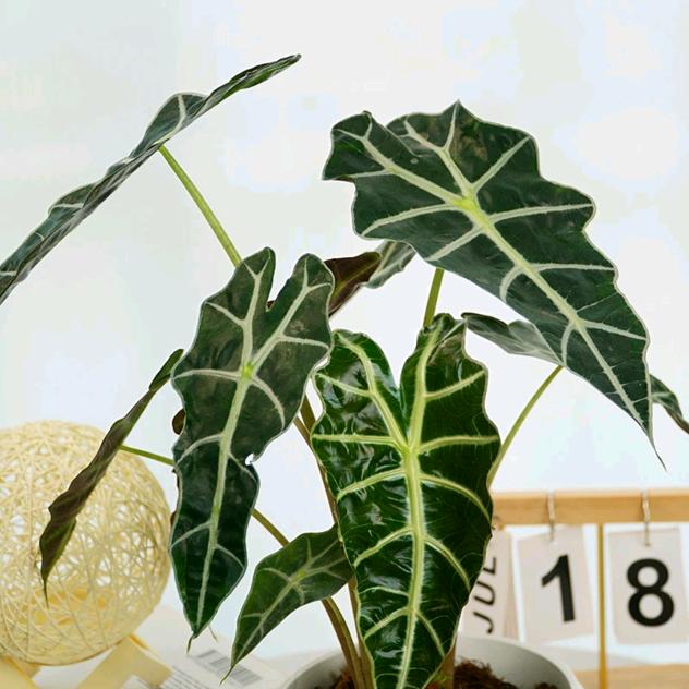 热植图鉴社