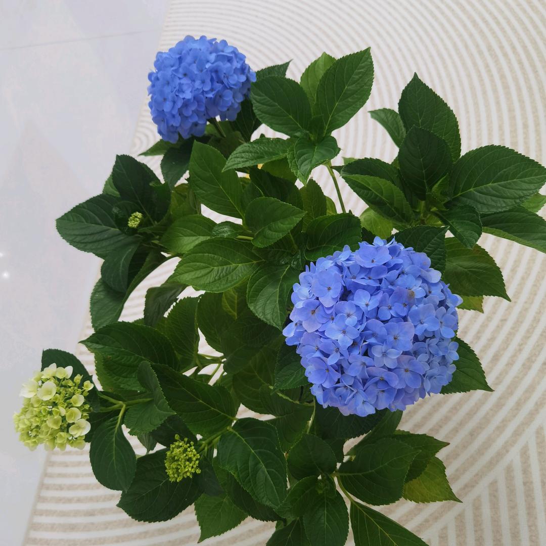 蓝天绿水