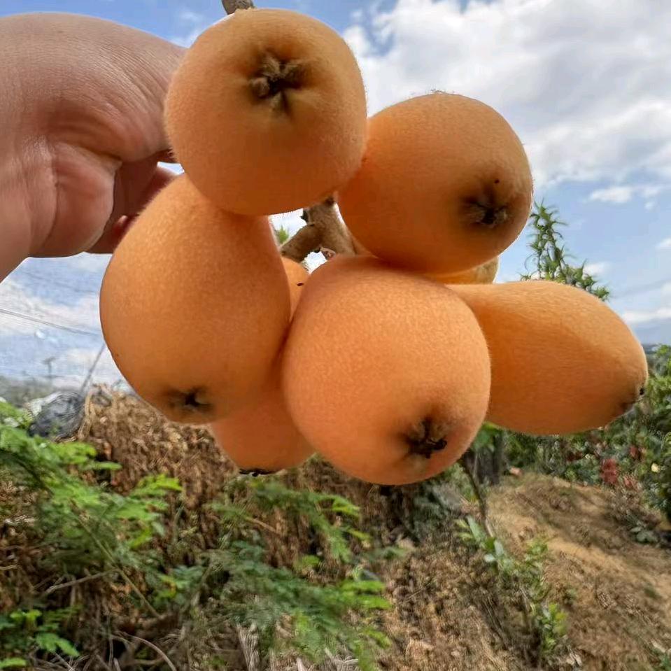 蔬心果缘